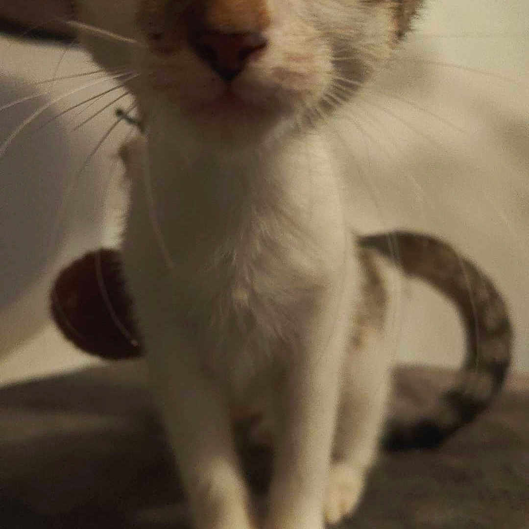 Kyria