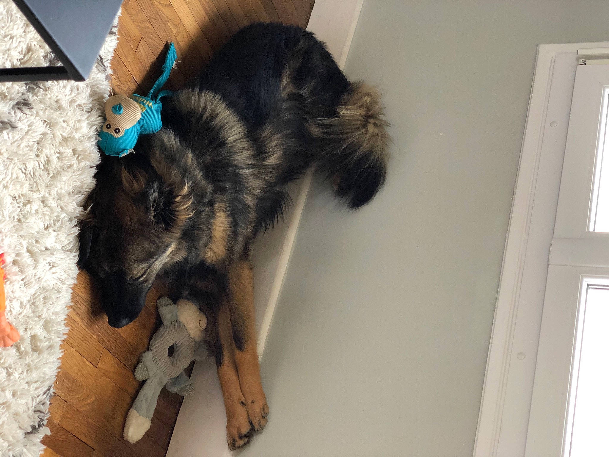 Pimmy a rejoint le concours — aidez-le/la à gagner de superbes lots ! canidae, carnivore, collar, companion_dog, dog, dog_breed, dog_collar, dog_supply, electric_blue, fur, paw, pet_supply, snout, sporting_group, tail, window, working_animal, working_dog