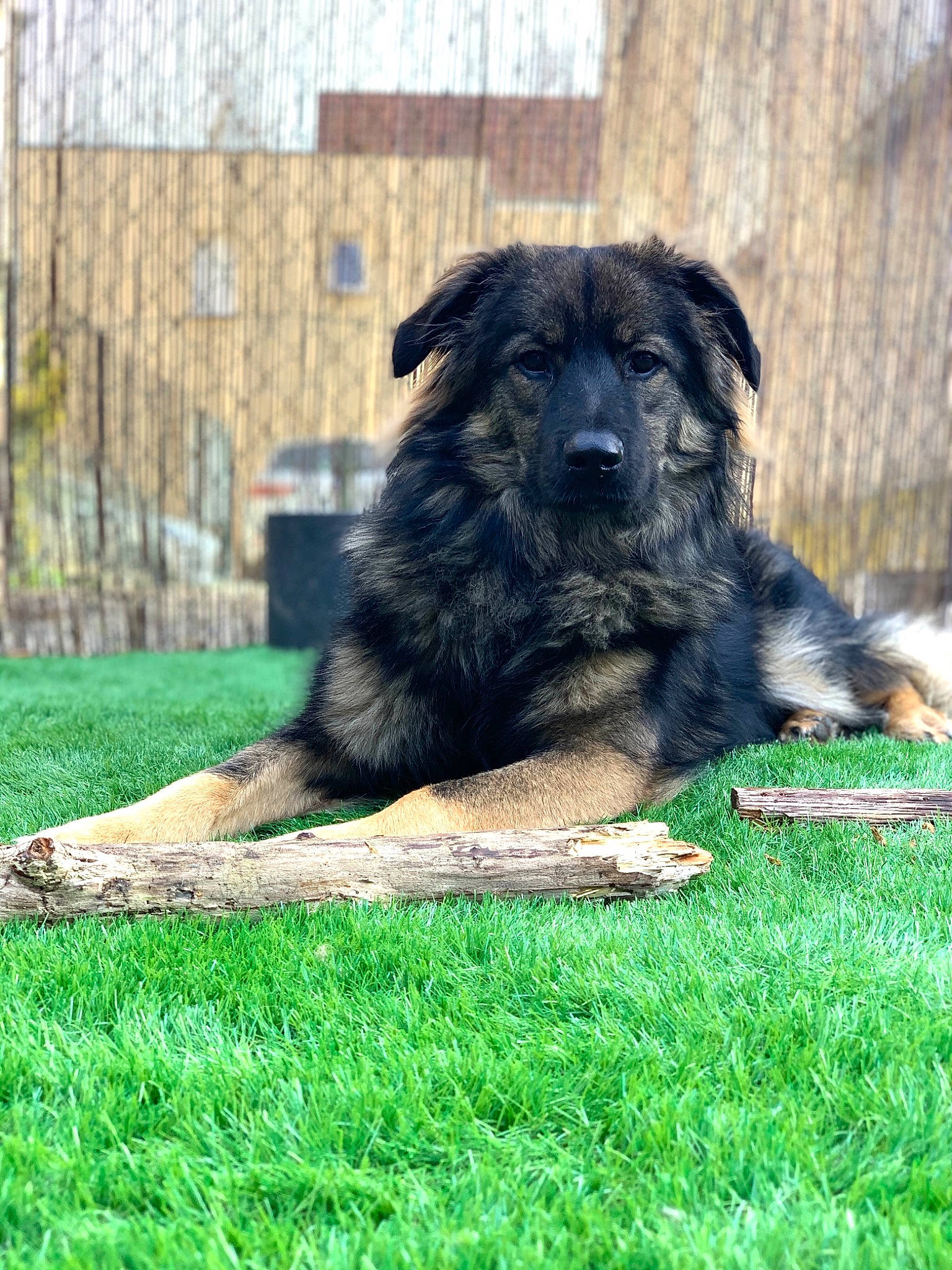 Pimmy a rejoint le concours — aidez-le/la à gagner de superbes lots ! ancient_dog_breeds, building, canidae, carnivore, companion_dog, dog, dog_breed, estrela_mountain_dog, fur, gaddi_kutta, grass, guard_dog, herding_dog, leonberger, newfoundland, snout, sporting_group, terrestrial_animal, tints_and_shades, working_dog