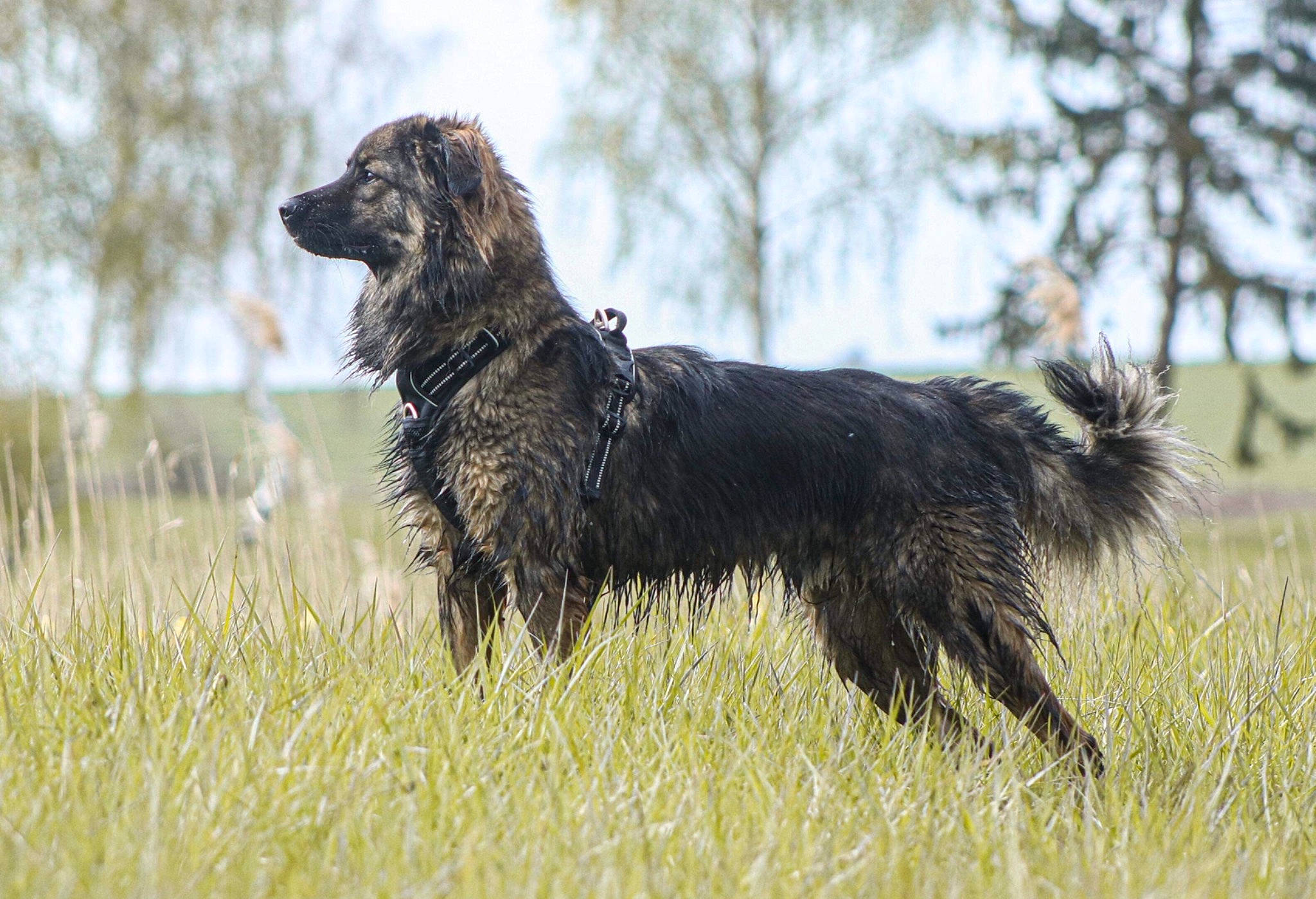 Pimmy a rejoint le concours — aidez-le/la à gagner de superbes lots ! ancient_dog_breeds, canidae, carnivore, companion_dog, dog, dog_breed, grass, gun_dog, hunting_dog, liver, retriever, sky, spaniel, sporting_group, tail, terrestrial_animal, tree, vertebrate, water_dog, working_dog