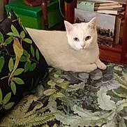 Mirabelle participe au concours pour gagner de l'argent avec cette photo : cat, white_cat, heterochromia, indoor, cushion, bird_pattern, leaf_pattern, furniture, books, shelf, relaxed, pet, animal, cozy, resting, closeup, domestic_cat, feline, homedecor, nature_pattern