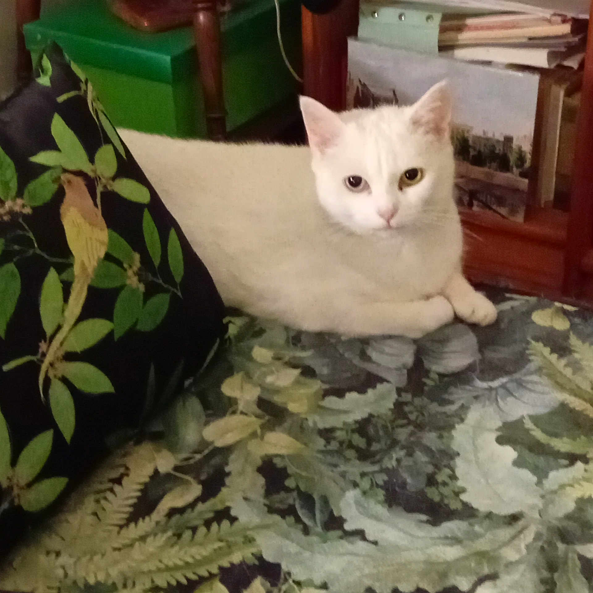 Mirabelle participe au concours pour gagner de l'argent avec cette photo : animal, bird_pattern, books, cat, closeup, cozy, cushion, domestic_cat, feline, furniture, heterochromia, homedecor, indoor, leaf_pattern, nature_pattern, pet, relaxed, resting, shelf, white_cat