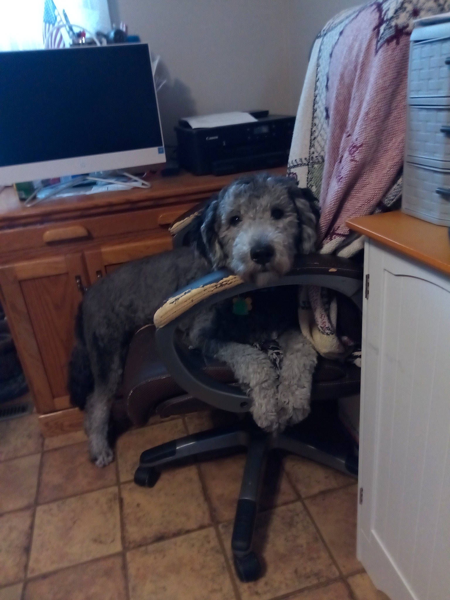 Casper joined the competition — help win amazing prizes! carnivore, chair, companion_dog, computer, desk, dog, dog_breed, floor, flooring, fur, furniture, hardwood, laptop, peripheral, personal_computer, room, snout, sporting_group, wood, working_animal