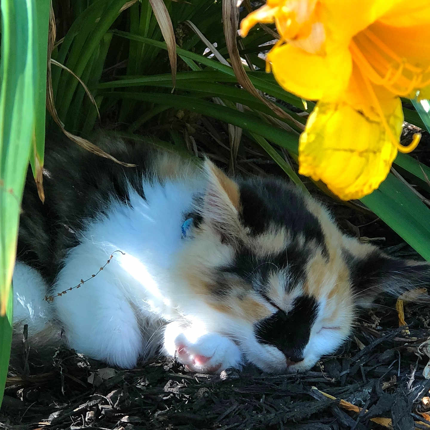 Callie is registered to the contest to win money with this photo: animal, calico, cat, closeup, cute, flower, fur, garden, green_leaves, hidden, mulch, nature, outdoor, peaceful, pet, resting, sleeping, small, sunlight, yellow_flower