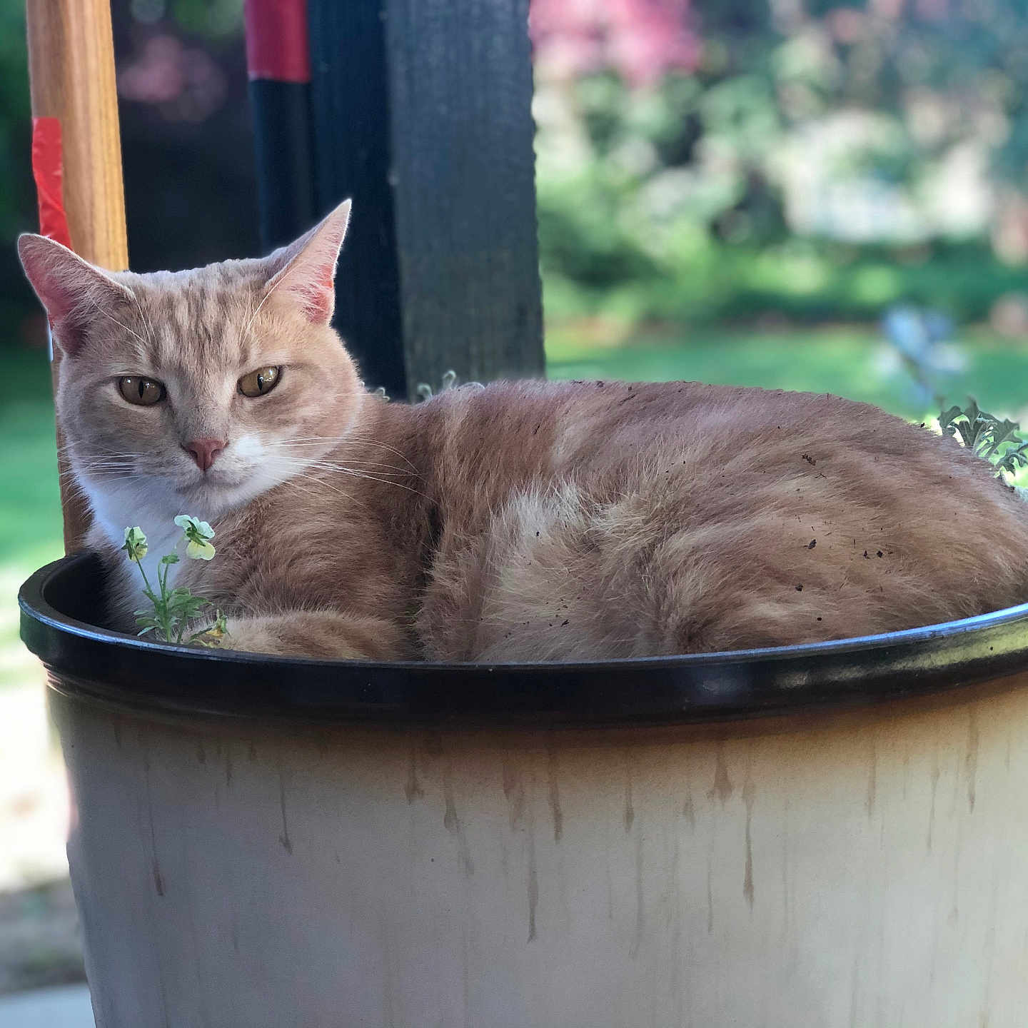Orlin joined the competition — help win amazing prizes! animal, cat, closeup, cute, daylight, flower_pot, fur, garden, ginger_cat, greenery, leaf, mammal, nature, outdoor, pet, plant, relaxed, resting, soft_focus, whiskers