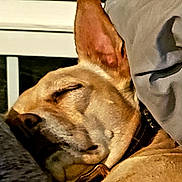 Joey is registered to the contest to win money with this photo: dog, sleeping, close_up, pet, ear, nose, fur, collar, pillow, blanket, indoor, couch, muzzle, relaxed, portrait, cozy, whiskers, bed, resting, eyes_closed