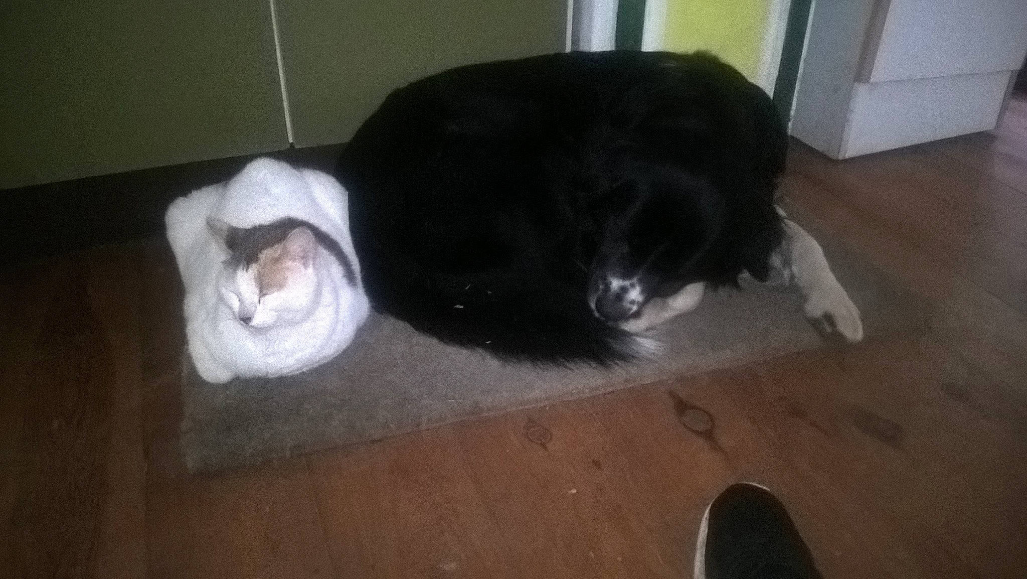 Imala Et Maurice a rejoint le concours — aidez-le/la à gagner de superbes lots ! border_collie, canidae, carnivore, cat, dog, dog_breed, felidae, floor, fur, mammal, newfoundland, puppy, snout, sporting_group, whiskers