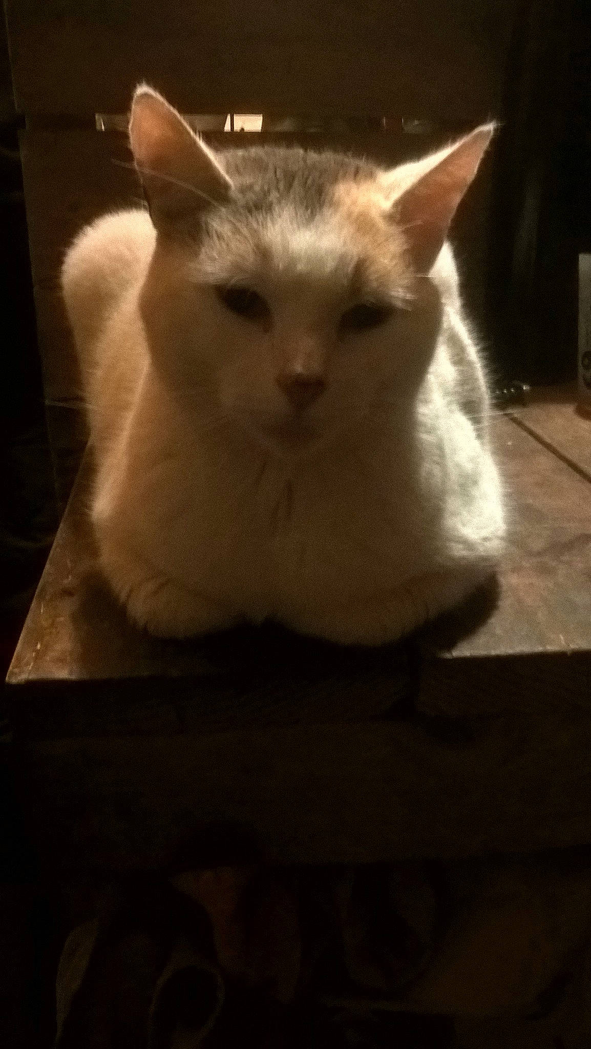 Imala Et Maurice participe au concours pour gagner de l'argent avec cette photo : aegean_cat, asian, balinese, burmese, burmilla, carnivore, cat, colorpoint_shorthair, domestic_short_haired_cat, eye, felidae, fur, javanese, mammal, small_to_medium_sized_cats, snout, tonkinese, turkish_van, vertebrate, whiskers