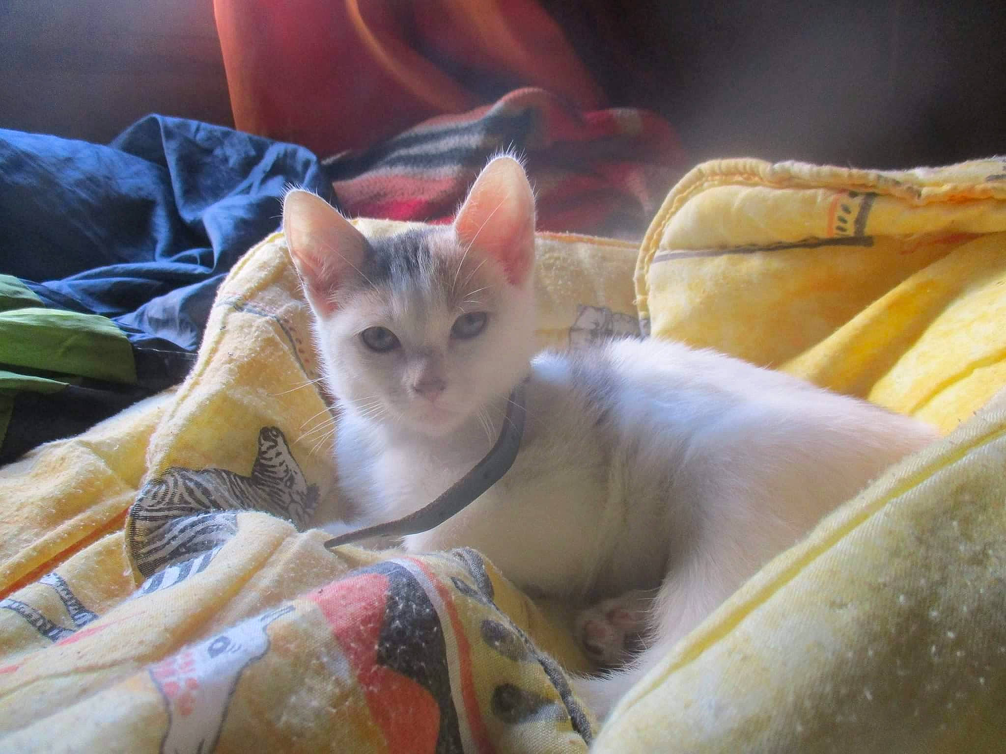 Imala Et Maurice participe au concours pour gagner de l'argent avec cette photo : aegean_cat, arabian_mau, asian, burmese, burmilla, carnivore, cat, colorpoint_shorthair, domestic_short_haired_cat, fawn, felidae, german_rex, khao_manee, kitten, mammal, singapura, small_to_medium_sized_cats, thai, turkish_angora, whiskers