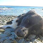 Fenrir participe au concours pour gagner de l'argent avec cette photo : dog, beach, rocks, sea, ocean, water, sunlight, relaxation, outdoor, animal, canine, black_and_white, laying_down, nature, coastline, waves, daytime, pet, closeup, peaceful