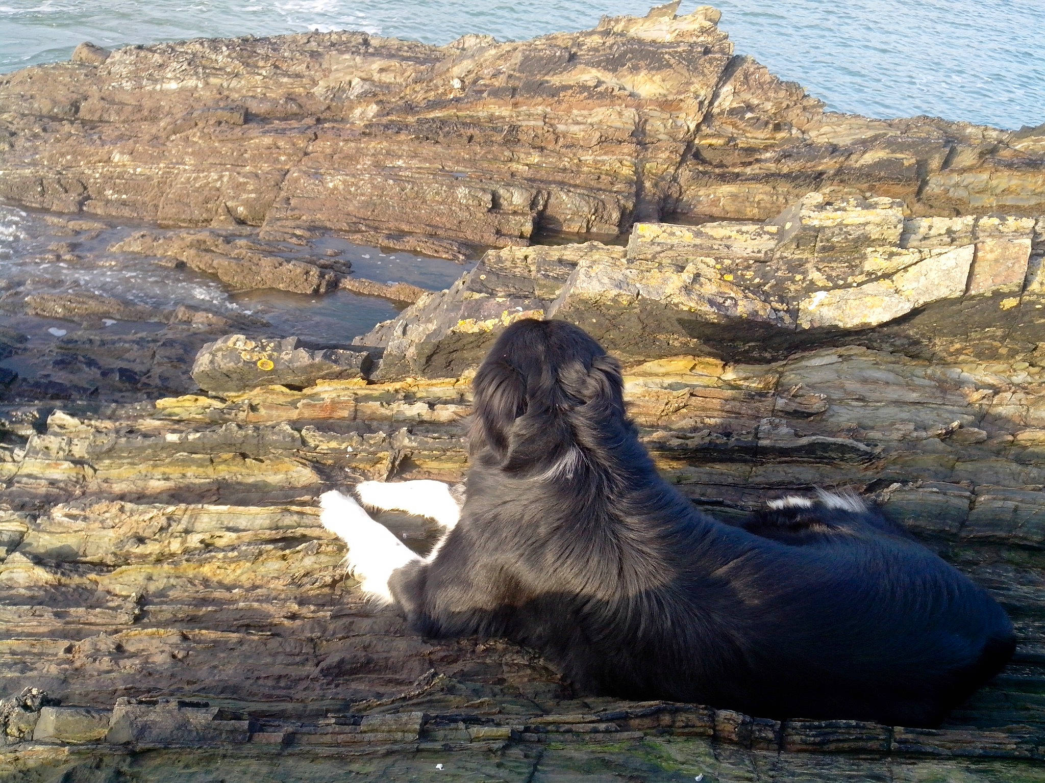 Fenrir a rejoint le concours — aidez-le/la à gagner de superbes lots ! baltic_gray_seal, california_sea_lion, coast, earless_seal, fur_seal, harbor_seal, marine_mammal, rock, sea, seal, steller_sea_lion, wildlife