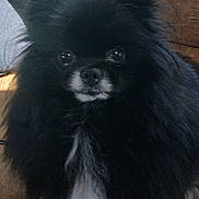 Lola is registered to the contest to win money with this photo: dog, black_dog, fluffy, pet, animal, indoor, couch, fur, white_patch, ears, eyes, nose, closeup, cute, companion, sitting, domestic, furry, face, portrait