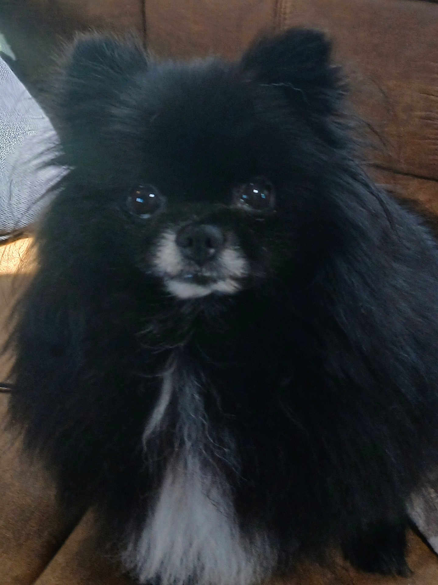 Lola is registered to the contest to win money with this photo: dog, black_dog, fluffy, pet, animal, indoor, couch, fur, white_patch, ears, eyes, nose, closeup, cute, companion, sitting, domestic, furry, face, portrait