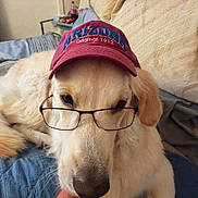Beau joined the competition — help win amazing prizes! dog, golden_retriever, glasses, hat, cap, bed, blanket, indoor, pet, canine, animal, fur, face, nose, ears, resting, closeup, comfort, cute, portrait