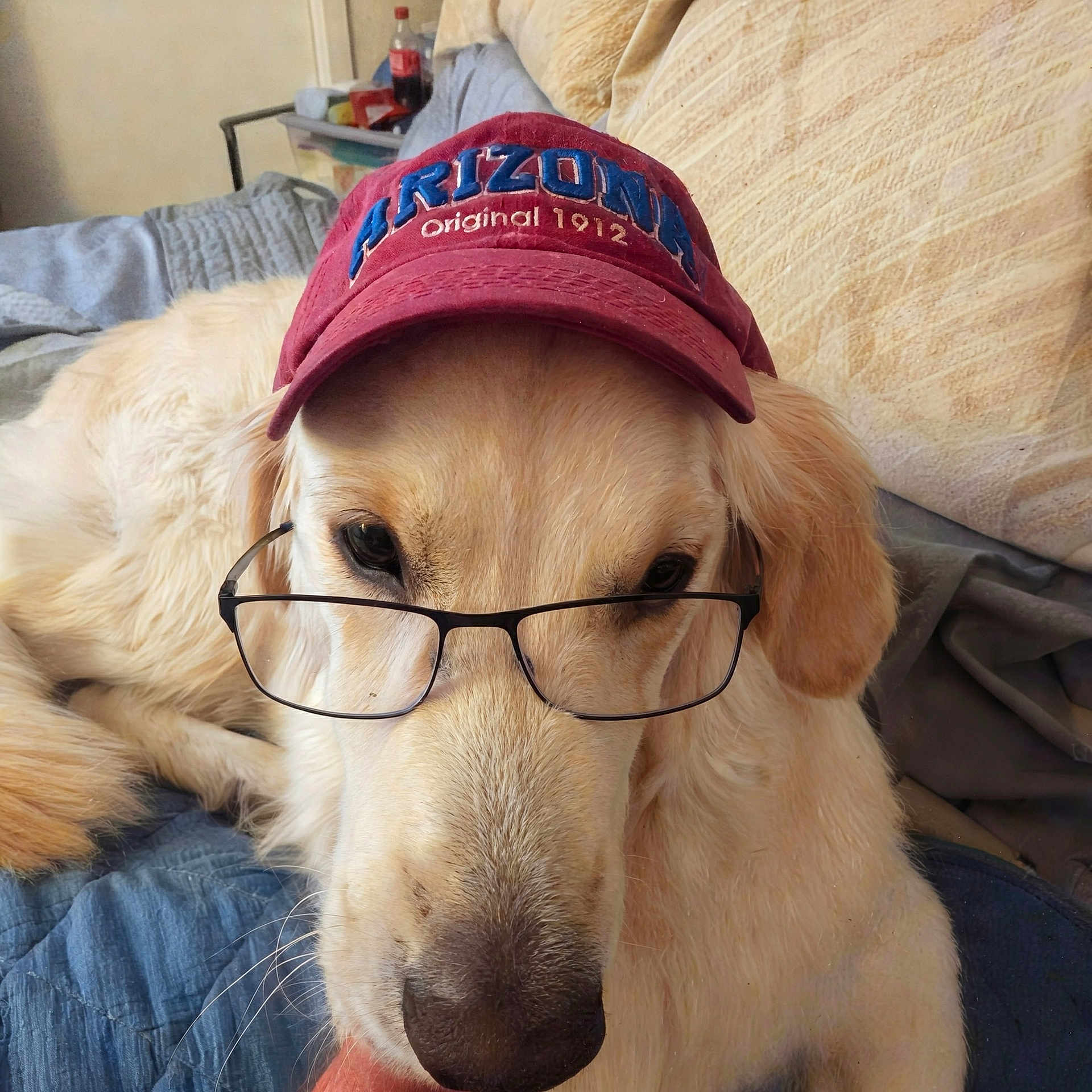 Beau joined the competition — help win amazing prizes! dog, golden_retriever, glasses, hat, cap, bed, blanket, indoor, pet, canine, animal, fur, face, nose, ears, resting, closeup, comfort, cute, portrait