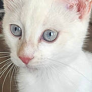 Snow participe au concours pour gagner de l'argent avec cette photo : kitten, white_cat, blue_eyes, close_up, pet, animal, fur, whiskers, cute, young_cat, indoor, curious, small, mammal, feline, nose, ears, portrait, soft, adorable