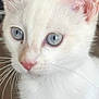 kitten, white_cat, blue_eyes, close_up, pet, animal, fur, whiskers, cute, young_cat, indoor, curious, small, mammal, feline, nose, ears, portrait, soft, adorable