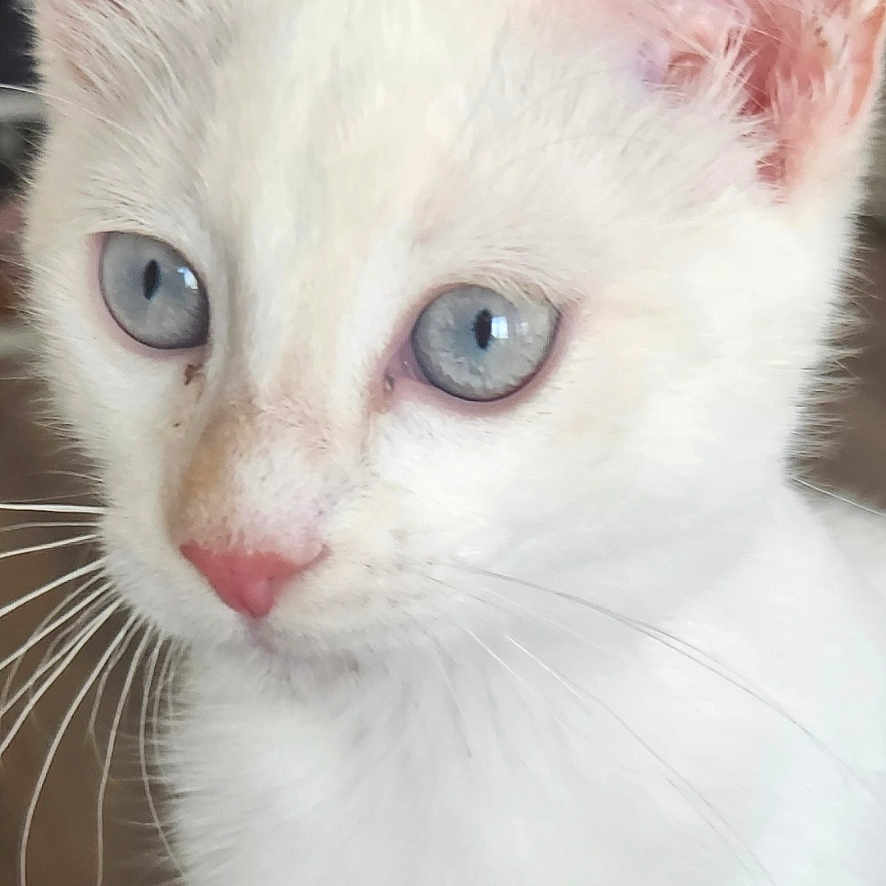 Snow participe au concours pour gagner de l'argent avec cette photo : adorable, animal, blue_eyes, close_up, curious, cute, ears, feline, fur, indoor, kitten, mammal, nose, pet, portrait, small, soft, whiskers, white_cat, young_cat