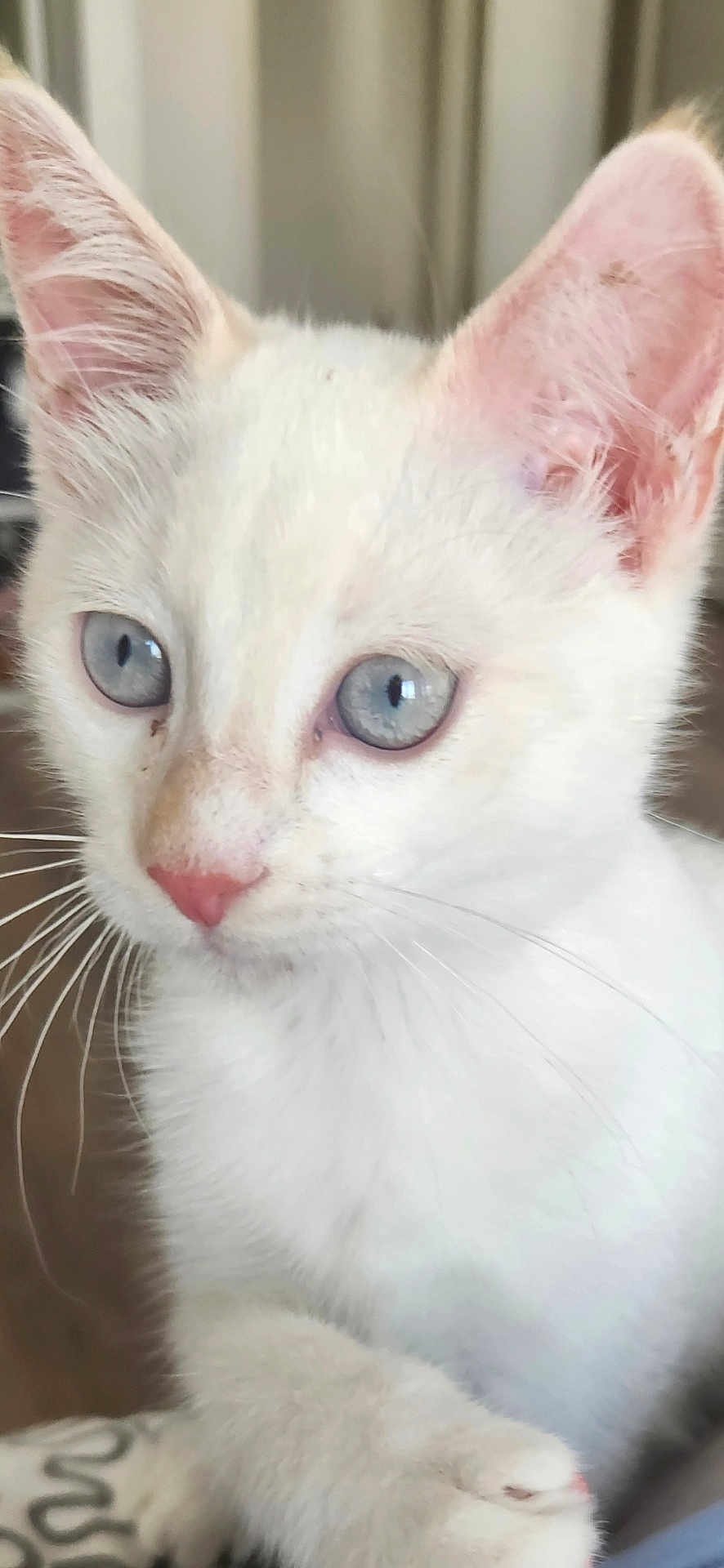 Snow participe au concours pour gagner de l'argent avec cette photo : kitten, white_cat, blue_eyes, close_up, pet, animal, fur, whiskers, cute, young_cat, indoor, curious, small, mammal, feline, nose, ears, portrait, soft, adorable