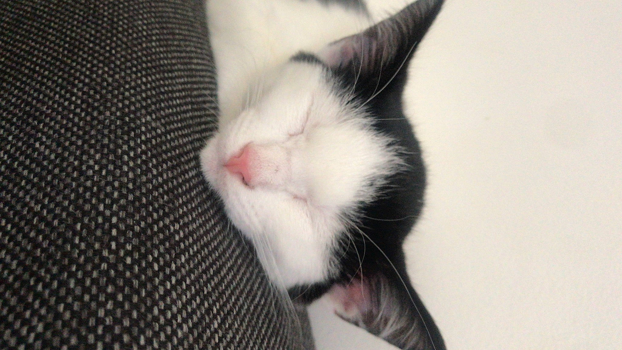 Choula a rejoint le concours — aidez-le/la à gagner de superbes lots ! aegean_cat, american_wirehair, black_and_white, carnivore, cat, domestic_short_haired_cat, ear, european_shorthair, eye, felidae, fur, kitten, nap, nose, paw, polydactyl_cat, small_to_medium_sized_cats, snout, tail, whiskers