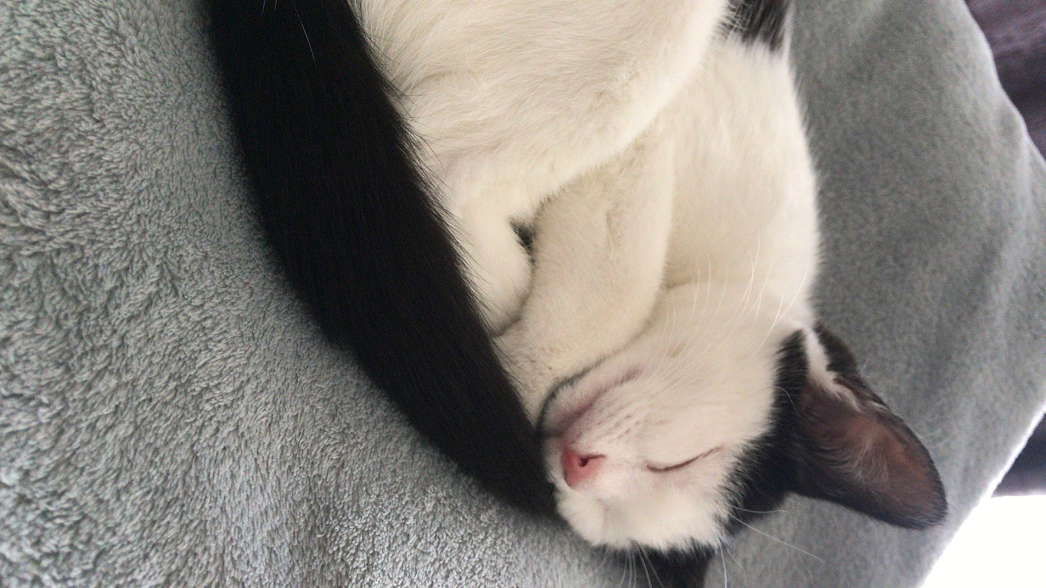 Choula a rejoint le concours — aidez-le/la à gagner de superbes lots ! carnivore, cat, claw, felidae, fur, kitten, polydactyl_cat, small_to_medium_sized_cats, snout, tail, whiskers