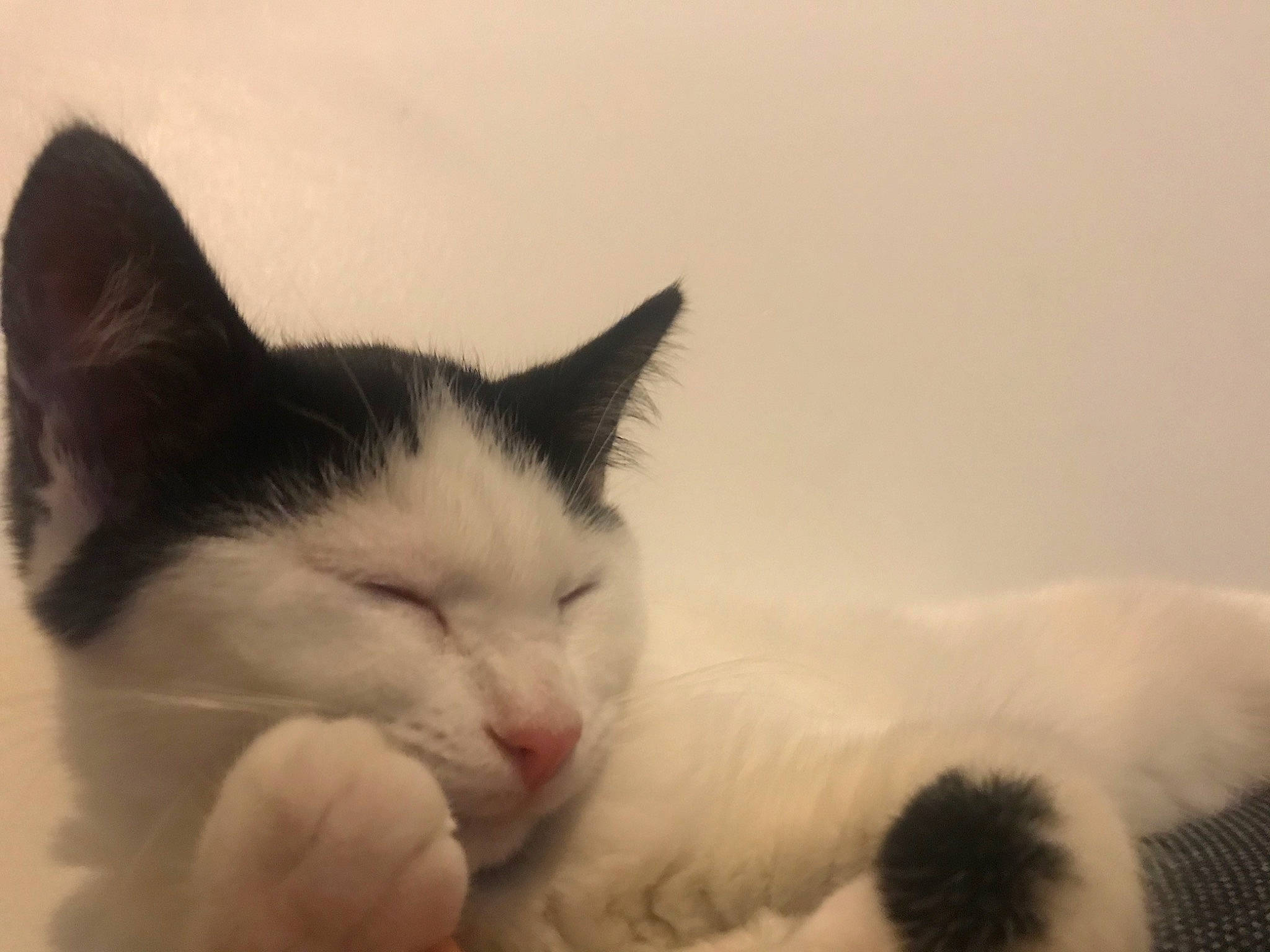 Choula participe au concours pour gagner de l'argent avec cette photo : aegean_cat, carnivore, cat, cloud, domestic_short_haired_cat, ear, eye, felidae, fur, kitten, mammal, nap, nose, polydactyl_cat, sky, sleep, small_to_medium_sized_cats, snout, turkish_van, whiskers