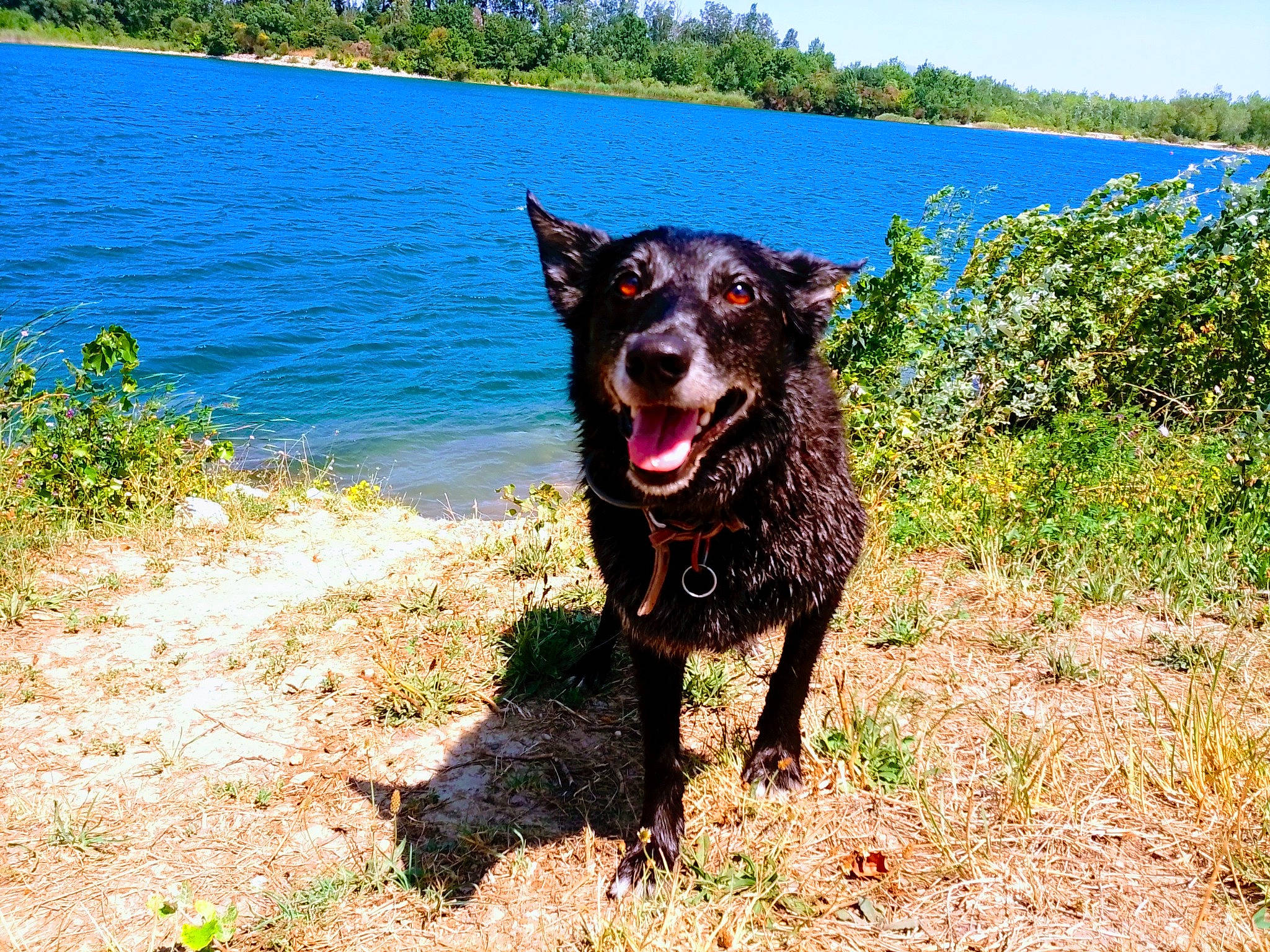 Joy participe au concours pour gagner de l'argent avec cette photo : adventure, australian_cattle_dog, canidae, carnivore, collar, companion_dog, dog, dog_breed, dog_collar, grass, guard_dog, herding_dog, lake, plant, sky, tail, walking, water, working_animal, working_dog