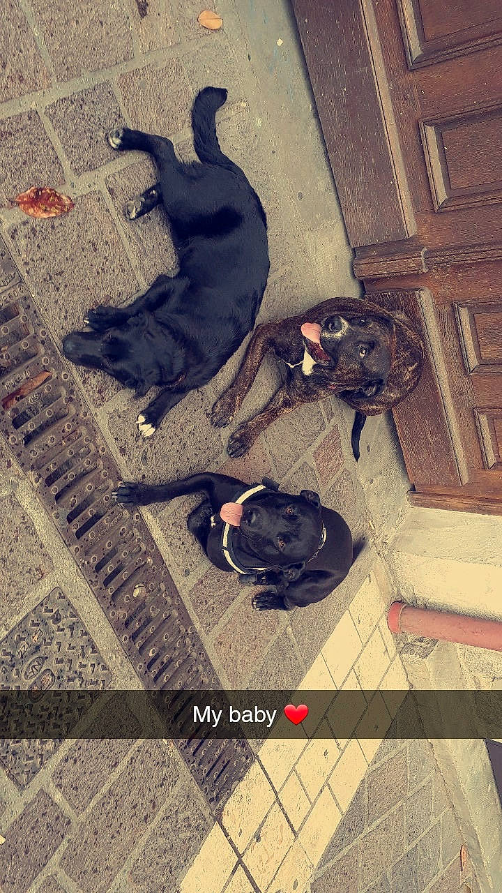 Malko participe au concours pour gagner de l'argent avec cette photo : american_pit_bull_terrier, canidae, carnivore, dog, dog_breed, guard_dog, non_sporting_group, sporting_group