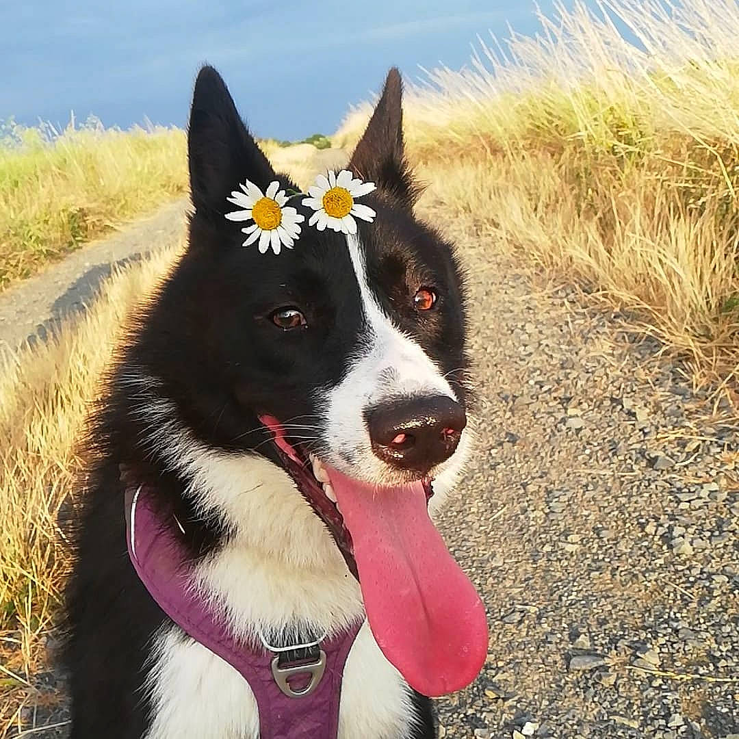Tessa a rejoint le concours — aidez-le/la à gagner de superbes lots ! canidae, carnivore, collar, companion_dog, dog, dog_breed, dog_collar, dog_sports, dog_supply, fur, grass, herding_dog, landscape, plant, recreation, sky, sporting_group, whiskers, working_animal, working_dog