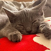 Mr. Business is registered to the contest to win money with this photo: kitten, cat, sleeping, gray_fur, paws, close_up, blanket, red_color, white_color, cozy, resting, pet, animal, indoors, soft_texture, cute, fur, relaxed, nap, warm