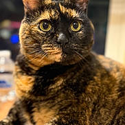 Zoe joined the competition — help win amazing prizes! cat, tortoiseshell, tortie, close_up, portrait, yellow_eyes, whiskers, fur, feline, pet, indoor, ears, face, curious, tabletop, domestic, bokeh, shallow_depth_of_field, muzzle, nose