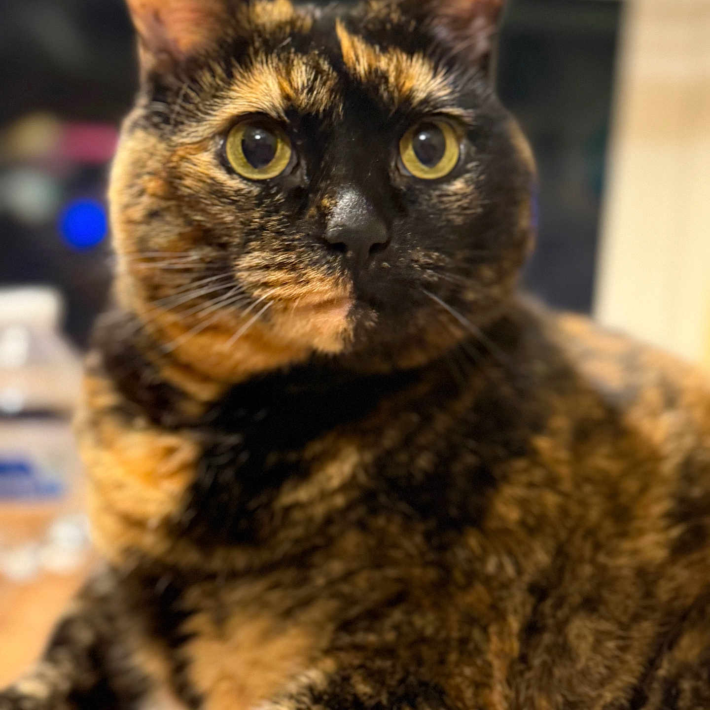 Zoe joined the competition — help win amazing prizes! bokeh, cat, close_up, curious, domestic, ears, face, feline, fur, indoor, muzzle, nose, pet, portrait, shallow_depth_of_field, tabletop, tortie, tortoiseshell, whiskers, yellow_eyes