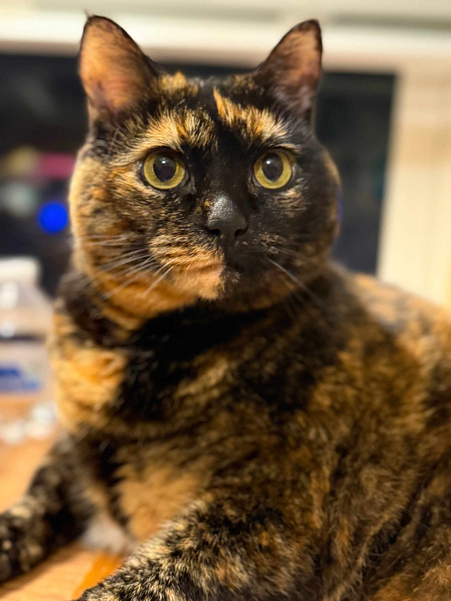 Zoe joined the competition — help win amazing prizes! cat, tortoiseshell, tortie, close_up, portrait, yellow_eyes, whiskers, fur, feline, pet, indoor, ears, face, curious, tabletop, domestic, bokeh, shallow_depth_of_field, muzzle, nose