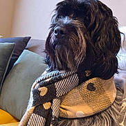Tessa a rejoint le concours — aidez-le/la à gagner de superbes lots ! dog, scarf, black_dog, grey_fur, heart_pattern, couch, pillows, indoor, pet, furry, cozy, fashion, portrait, sitting, cute, animal, fur, living_room, warm, domestic