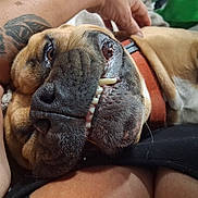 Lewie joined the competition — help win amazing prizes! dog, pet, close_up, smile, teeth, collar, tattoo, arm, relaxation, comfort, fur, nose, mouth, human, skin, hand, indoor, casual, cute, companionship