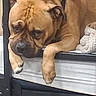 Lewie is registered to the contest to win money with this photo: dog, brown_dog, wrinkled_skin, bed, paws, indoors, pet, resting, animal, canine, furniture, sleepy, close_up, cute, domestic_animal, relaxed, muzzle, ears, napping, companion