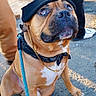 Lewie is registered to the contest to win money with this photo: dog, beanie, chain, bandana, leash, pavement, sunlight, person, footwear, casual_clothing, outdoor, pet, brown_dog, sitting, looking_up, shadow, sidewalk, accessories, canine, urban