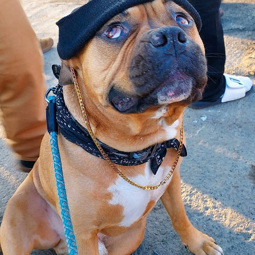 Lewie is registered to the contest to win money with this photo: dog, beanie, chain, bandana, leash, pavement, sunlight, person, footwear, casual_clothing, outdoor, pet, brown_dog, sitting, looking_up, shadow, sidewalk, accessories, canine, urban