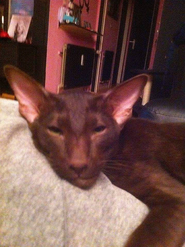 Mougli a rejoint le concours — aidez-le/la à gagner de superbes lots ! carnivore, cat, ear, fawn, felidae, fur, liver, small_to_medium_sized_cats, snout, tail, terrestrial_animal, whiskers