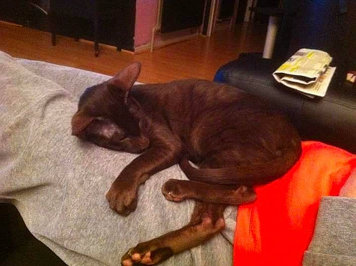 Mougli participe au concours pour gagner de l'argent avec cette photo : carnivore, cloud, comfort, companion_dog, dog, dog_breed, fawn, felidae, fur, hardwood, linens, liver, room, small_to_medium_sized_cats, sporting_group, tail, toy_dog, whiskers, wood, working_animal