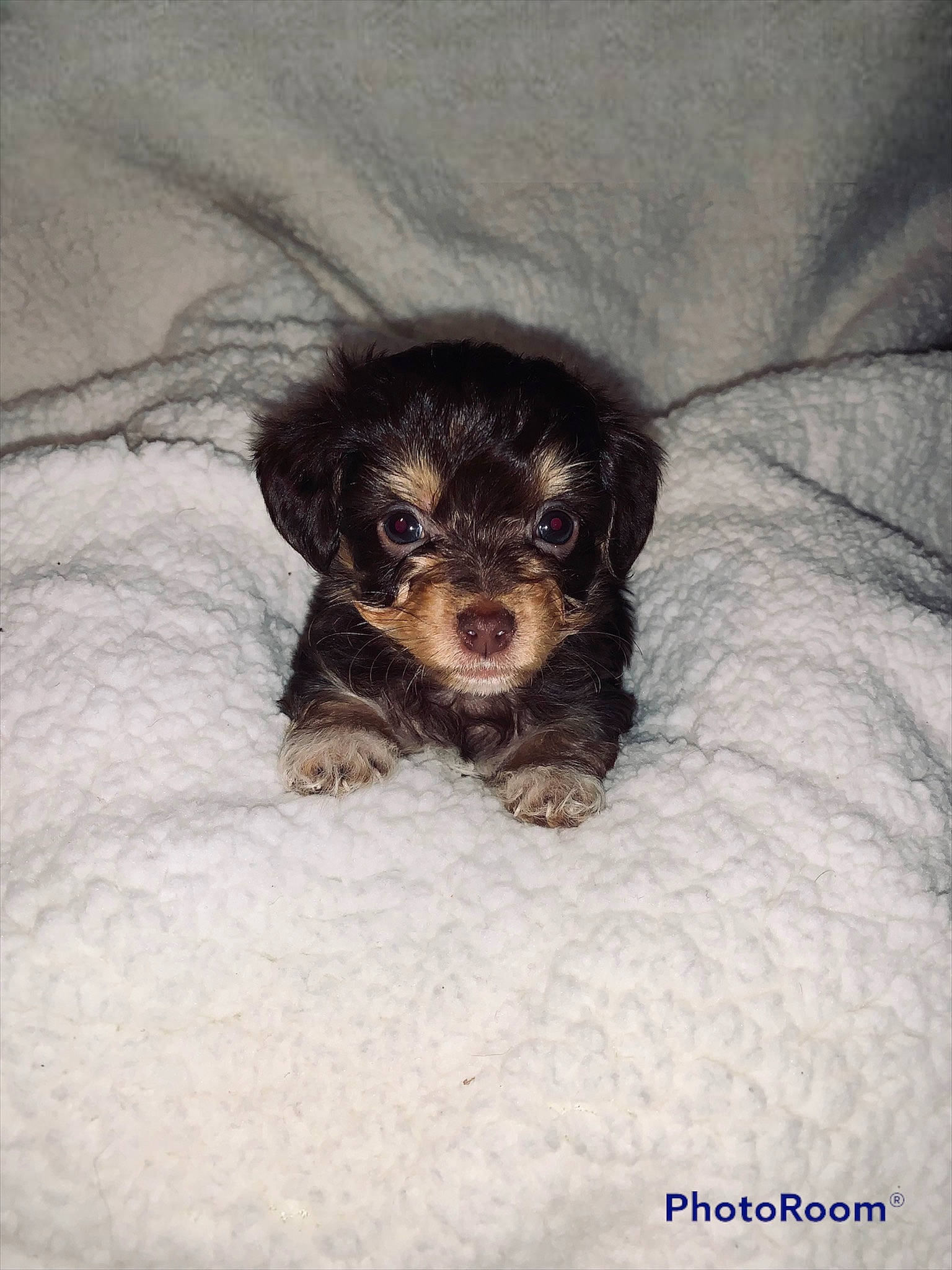 Cocoa joined the competition — help win amazing prizes! carnivore, comfort, companion_dog, dog, dog_breed, dog_supply, fur, liver, paw, puppy_love, small_terrier, snow, spaniel, terrier, toy_dog, working_animal