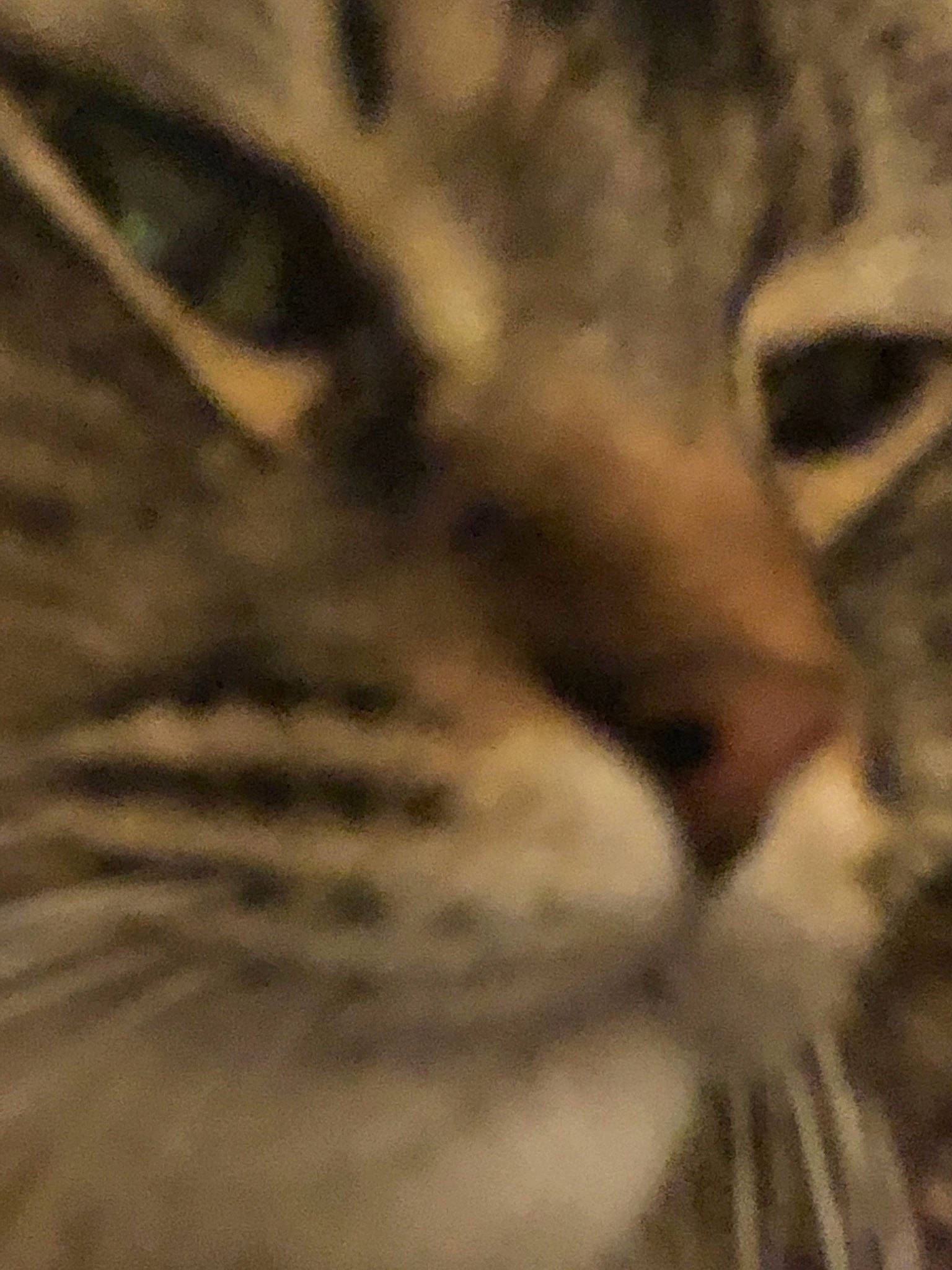 Romeo The Cat joined the competition — help win amazing prizes! bengal, big_cats, carnivore, cat, fawn, felidae, jaguar, small_to_medium_sized_cats, snout, terrestrial_animal, whiskers, wild_cat, wildlife