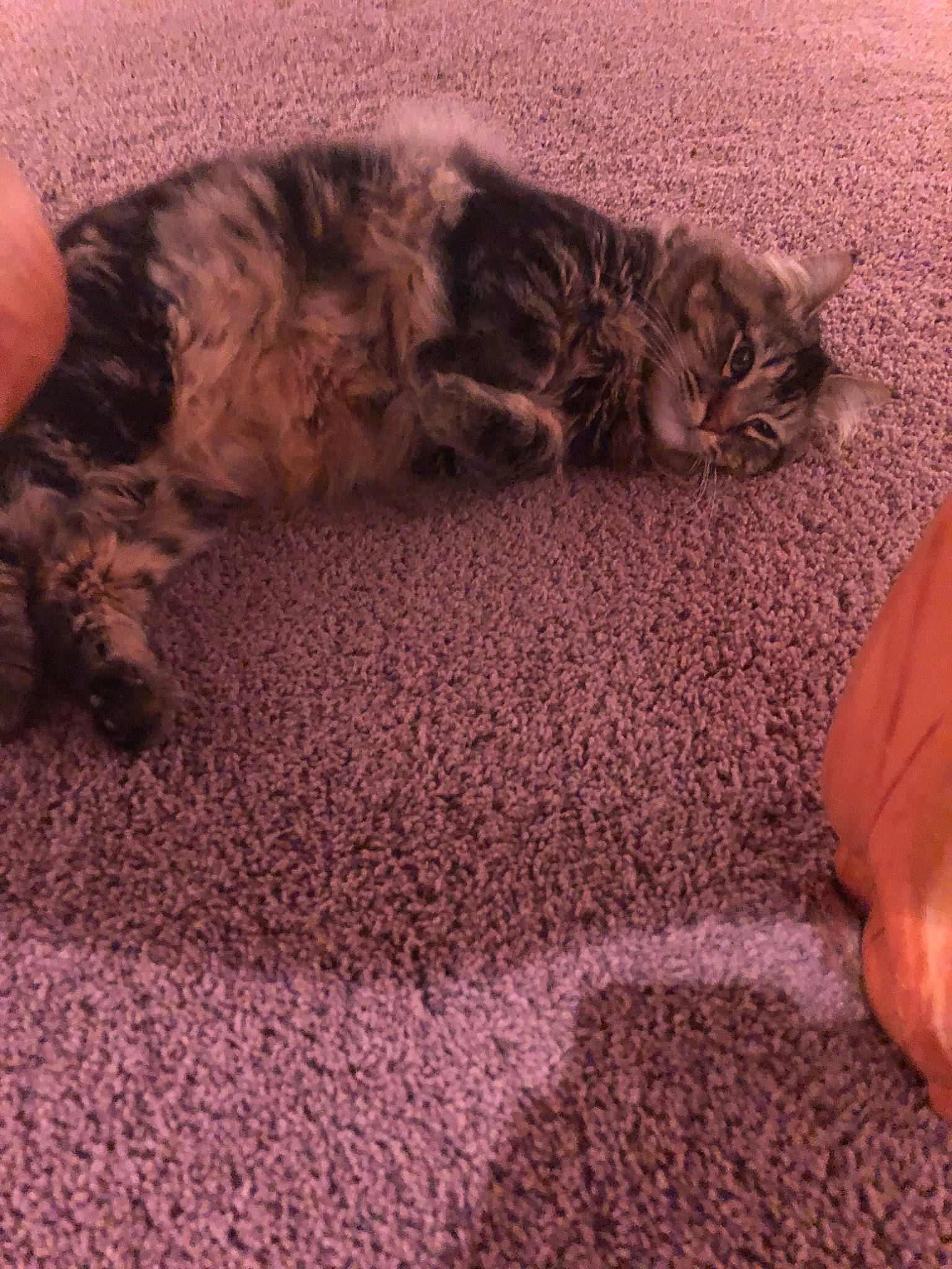 Romeo The Cat joined the competition — help win amazing prizes! canidae, carnivore, cat, european_shorthair, felidae, fur, kitten, nap, paw, pixie_bob, sleep, small_to_medium_sized_cats, tabby_cat, tail, whiskers