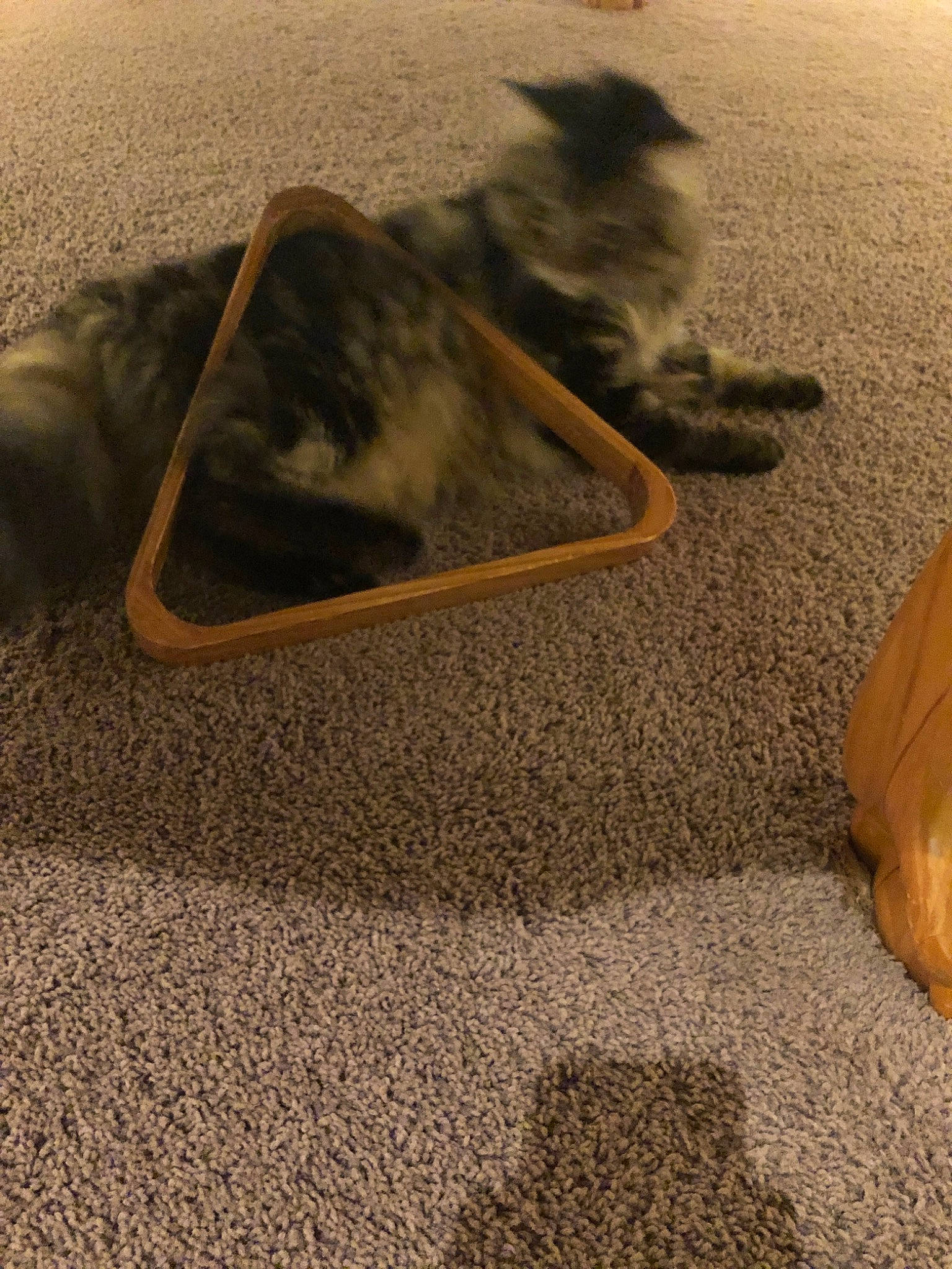 Romeo The Cat joined the competition — help win amazing prizes! carnivore, cat, cat_supply, fawn, felidae, floor, flooring, kitten, sand, small_to_medium_sized_cats