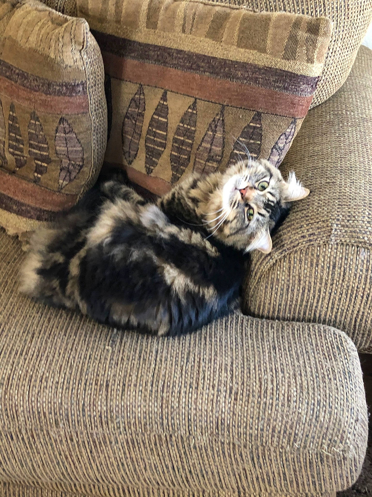 Bend Bubba joined the competition — help win amazing prizes! american_shorthair, asian, carnivore, cat, couch, european_shorthair, felidae, fur, furniture, kitten, maine_coon, norwegian_forest_cat, small_to_medium_sized_cats, tabby_cat, whiskers