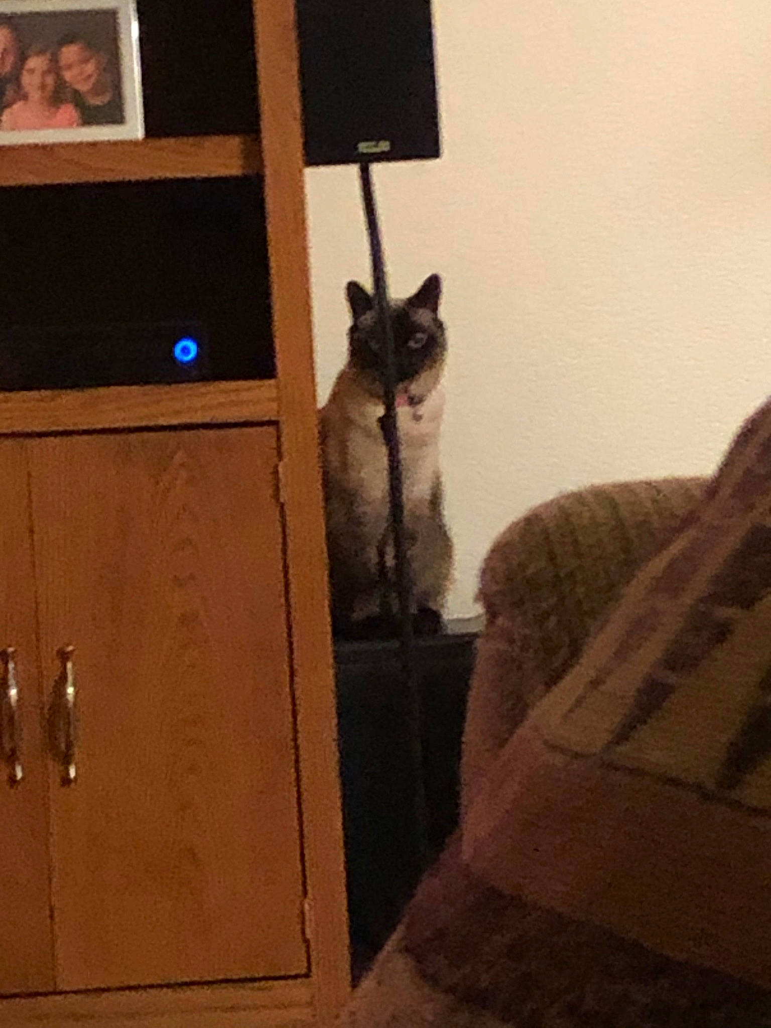 Bend Bubba is registered to the contest to win money with this photo: canidae, carnivore, cat, door, felidae, kitten, room, schnauzer, small_to_medium_sized_cats, tail, whiskers