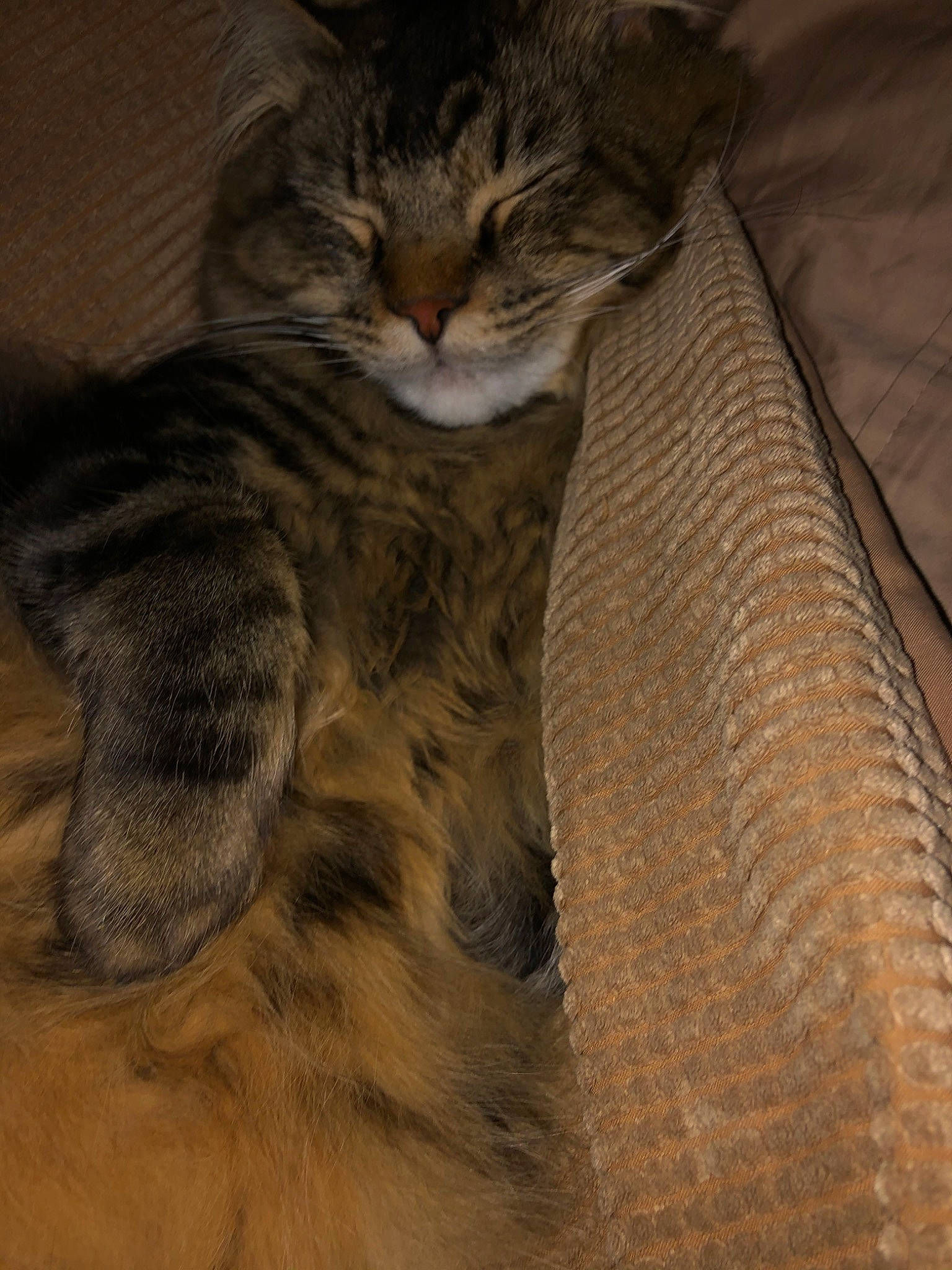 Bend Bubba joined the competition — help win amazing prizes! asian, carnivore, cat, domestic_long_haired_cat, domestic_short_haired_cat, dragon_li, european_shorthair, felidae, fur, kitten, maine_coon, mammal, norwegian_forest_cat, pixie_bob, small_to_medium_sized_cats, snout, somali, tabby_cat, tail, whiskers