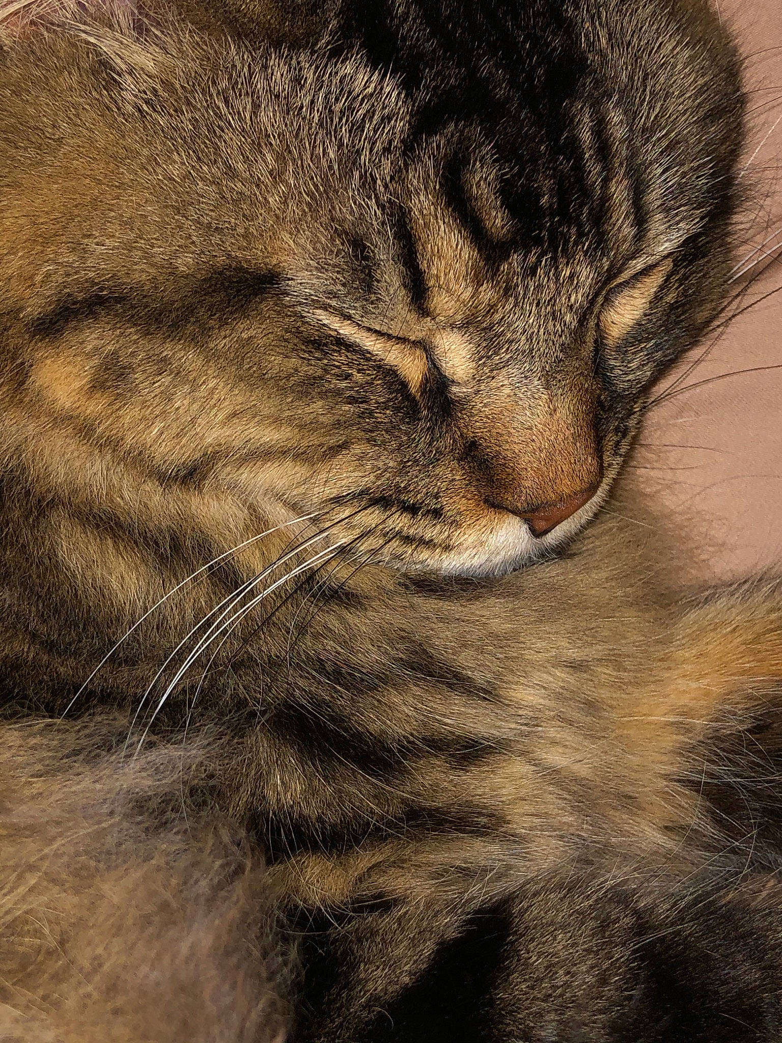 Bend Bubba joined the competition — help win amazing prizes! asian, carnivore, cat, close_up, domestic_short_haired_cat, dragon_li, ear, european_shorthair, eye, felidae, fur, kitten, norwegian_forest_cat, nose, pixie_bob, small_to_medium_sized_cats, snout, tabby_cat, whiskers, wild_cat