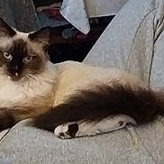 Azur a rejoint le concours — aidez-le/la à gagner de superbes lots ! cat, fluffy, lap, grey_sweatpants, indoor, pet, animal, relaxed, feline, portrait, brown, white, black, sitting, cozy, fur, looking, cute, home, resting