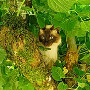 Ugo participe au concours pour gagner de l'argent avec cette photo : cat, siamese_cat, tree, moss, green_leaves, nature, outdoor, animal, wildlife, foliage, branch, pet, curious, forest, mossy, portrait, eyes, whiskers, fur, hidden
